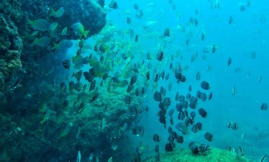 Scuba Diving Trip Offered in Piura, Peru with Professional Instructor