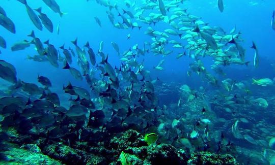 Viagem de mergulho e cursos com instrutores certificados oferecidos em Guanacaste, Costa