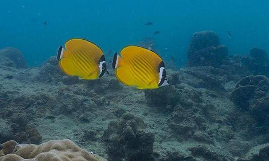 Increíble viaje de buceo en Koh Tao, Tailandia