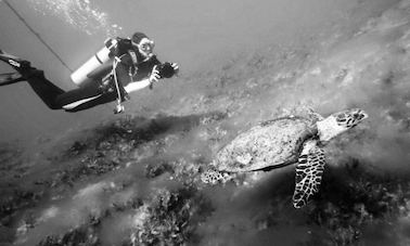 Diving Trip with a Professional Guide in Aqaba, Jordan