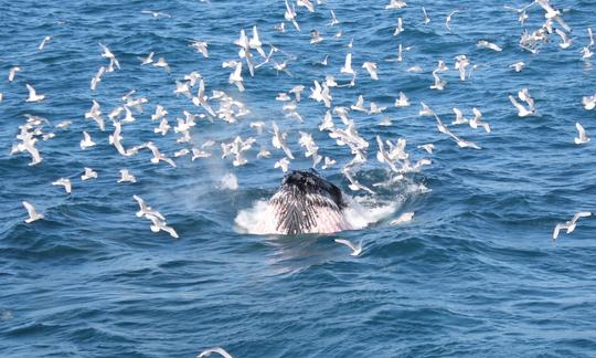 Excursion d'observation des baleines à Reykjavík