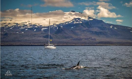 Location de voile pour 10 personnes en Islande