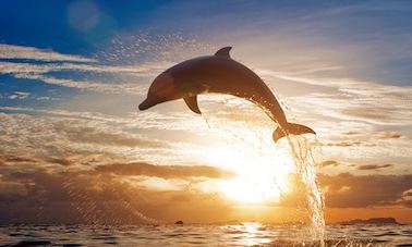 ¡Tours de safari en el océano y observación de ballenas!