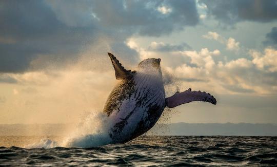 Excursions de safari en mer et observation de baleines !