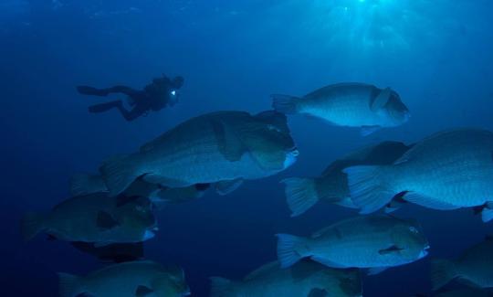 Enjoy An Underwater Experience Of A Life Time In Sumbawa, Indonesia!