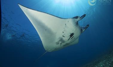 3 días de divertidos viajes de buceo al Parque Nacional de Komodo en Indonesia