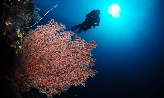 Excursão de mergulho de 5 dias/4 noites em Bunaken, Indonésia