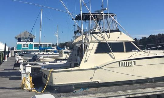 Viagem de pesca costeira/offshore na praia de Norfolk/VA com o capitão Lou