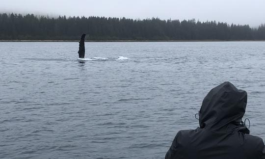 Humpback Whale fin