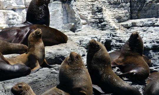 Tour privado de observación de ballenas en la costa del desierto de Atacama