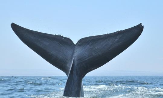 Tour privado de observación de ballenas en la costa del desierto de Atacama