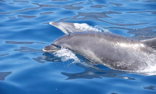 Observação de golfinhos e baleias em um catamarã à vela do Funchal, Madeira