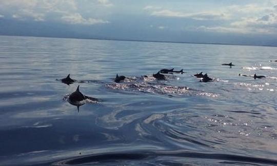 Alquiler de barcos para 20 personas para observar delfines y bancos de arena en Bais City, Filipinas