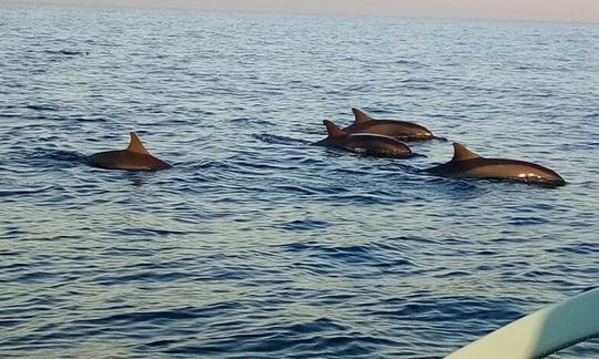 Excursão emocionante com golfinhos em Kecamatan Buleleng, Indonésia