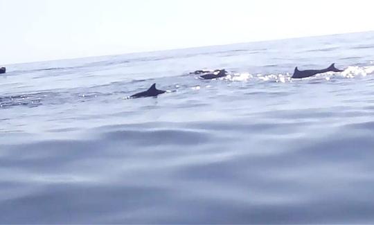 Excursão emocionante com golfinhos em Kecamatan Buleleng, Indonésia