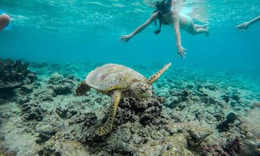 Adventure Snorkeling Excursions in Thoddoo, Maldives