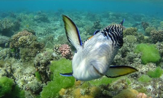 Snorkeling Boat Trip in Red Sea Governorate