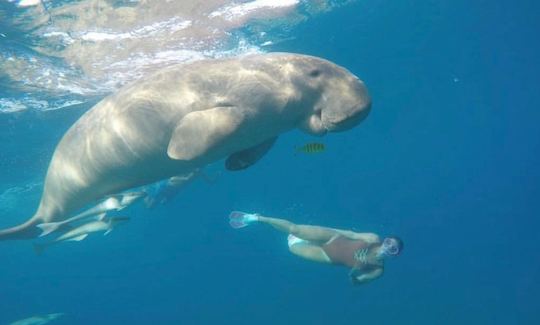 Snorkeling Boat Trip in Red Sea Governorate