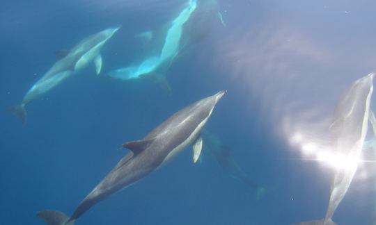 Pod of common dolphins