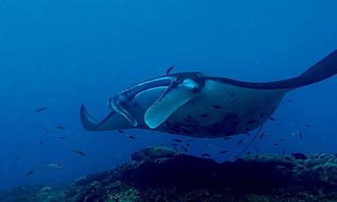 Scuba Diving Adventure (Fun Dives) on Nusa Lembongan