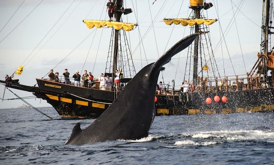 Croisière pirate avec petit-déjeuner et observation des baleines (15 décembre-15 avril)