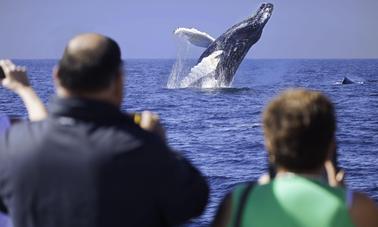 Whale Watching & Breakfast Cruise (DEC 15TH - APRIL 15TH)