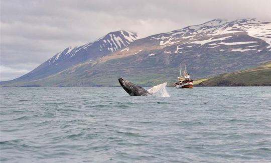 Excursion 100 % d'observation des baleines à Hauganes, en Islande