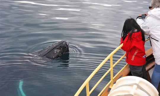 Excursion 100 % d'observation des baleines à Hauganes, en Islande