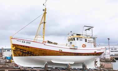 100% Whale Watching Tour in Hauganes, Iceland