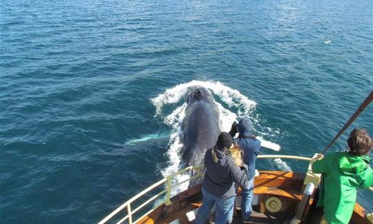 Excursion 100 % d'observation des baleines à Hauganes, en Islande