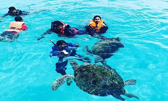 Snorkeling with turtle at redang island