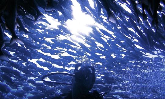 Scuba Diving Trip in Tamarindo, Provincia de Guanacaste