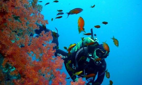 Découvrez les meilleures excursions de plongée en bateau de 5 jours autour de la mer Rouge !