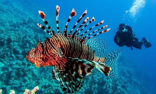 Découvrez les meilleures excursions de plongée en bateau de 5 jours autour de la mer Rouge !