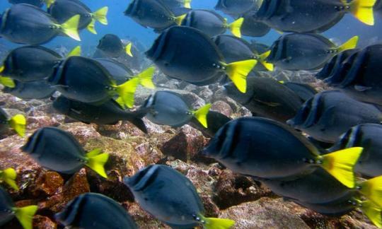 Férias de mergulho nas Ilhas Galápagos