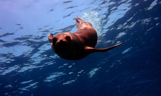 Férias de mergulho nas Ilhas Galápagos