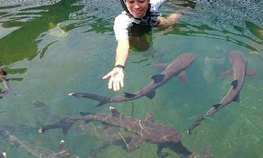 Swim with Sharks in Bali, Indonesia!