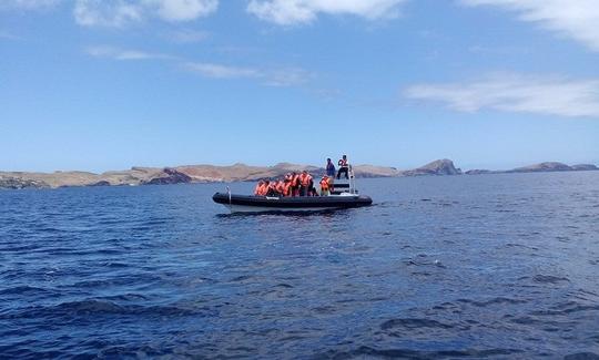 Reserve o passeio de observação de baleias e golfinhos no Funchal, Madeira