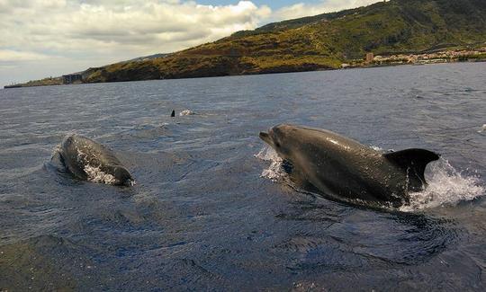 Reserve o passeio de observação de baleias e golfinhos no Funchal, Madeira