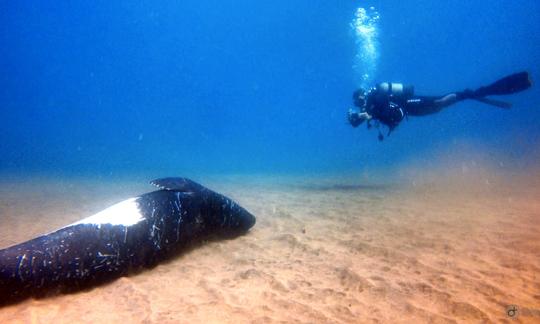 Reserve o Open Water Diver no Funchal, Madeira