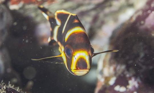 Apprenez la plongée sous-marine à Aluthgama, au Sri Lanka !