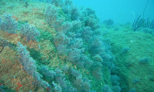 Apprenez la plongée sous-marine à Aluthgama, au Sri Lanka !