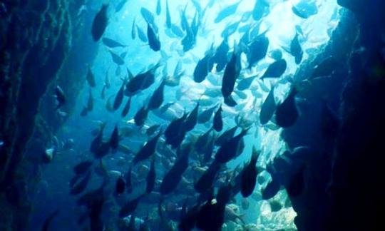 Cours de plongée sous-marine PADI à Trincomalee, Sri Lanka