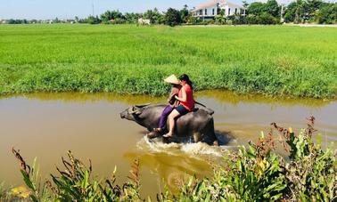 Buffalo d'eau et bateau à panier à louer à Hoi An, Vietnam