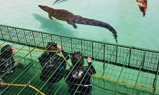 Buceo en jaulas de cocodrilos en Simondium, Paarl