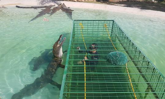 Buceo en jaulas de cocodrilos en Simondium, Paarl