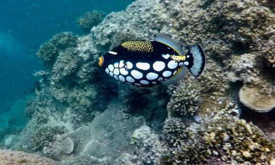 ¡Obtén tu certificación de buceo en Tambon Rawai, Phuket!