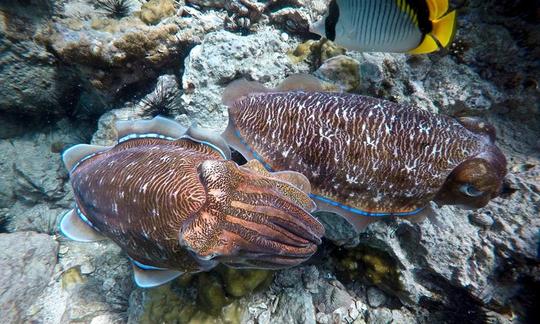 ¡Obtén tu certificación de buceo en Tambon Rawai, Phuket!