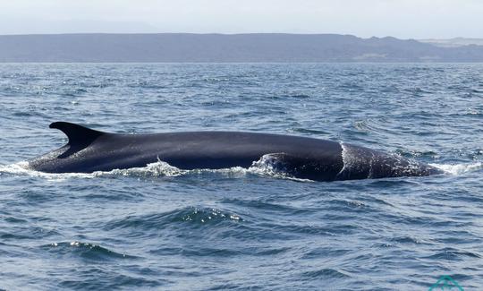 Excursión de 2 días a las ballenas y la cultura desde La Serena, Chile