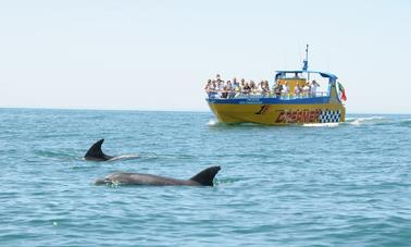 Dolphin and Snorkelling - 2 Hours Trip from Muscat, Oman